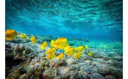 Yellow Tangs 